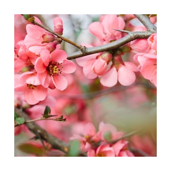 Cherry Blossom (PG) - TPA
