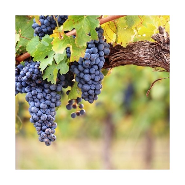 Grape Candy Flavor - TPA