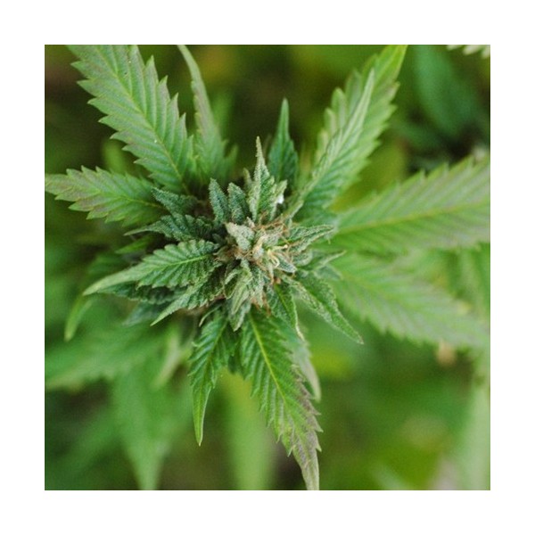 Mary Jane Flavor - TPA